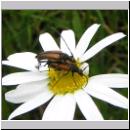 Stenurella melanura - Kleiner Schmalbock 05.jpg